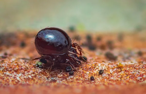 Крупный план жука-клеща, также известного как орибатидные клещи — стоковое фото