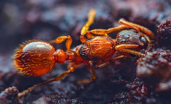 Myrmica rubra es una especie de hormiga paseriforme de la familia Myrmica. hormiga de fuego europea Myrmica rubra primer plano —  Fotos de Stock