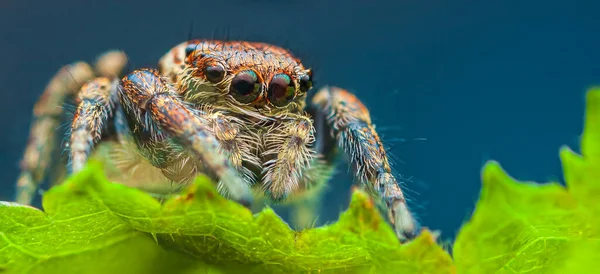 Portrait of Evarcha arcuata female jumping spider portrait — Stock Photo, Image