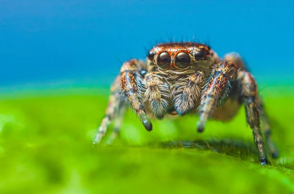 Portrait of Evarcha arcuata female jumping spider portrait — Stock Photo, Image