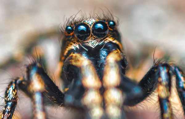 Araña saltarina Salticus cingulatus. Ojos de Salticus cingulatus. Divertido retrato de araña — Foto de Stock
