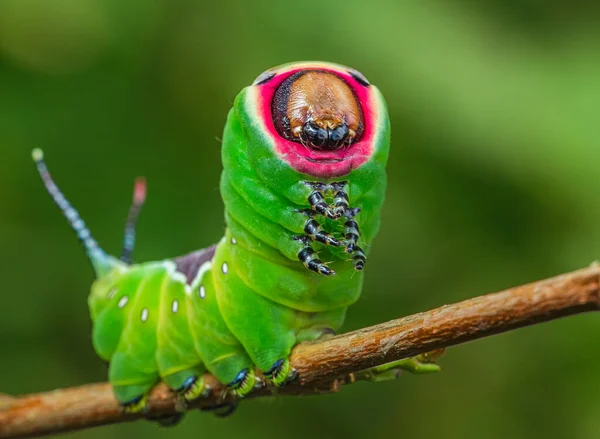 Beautiful caterpillar in a frightening pose, unique animal behaviour — Stock Photo, Image