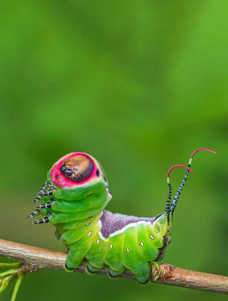 Beautiful caterpillar in a frightening pose, unique animal behaviour — Stock Photo, Image