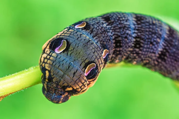 Elephant hawk moth caterpillar feeding on a leaf — Stock Photo, Image