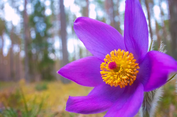 Flower - Pulsatilla patens bloom close up, rendangered flower — Stock Photo, Image