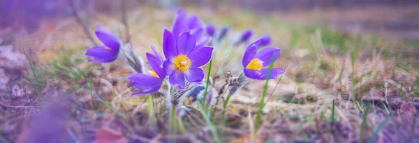 Flower - Pulsatilla patens bloom close up, endangered flower — Stock Photo, Image