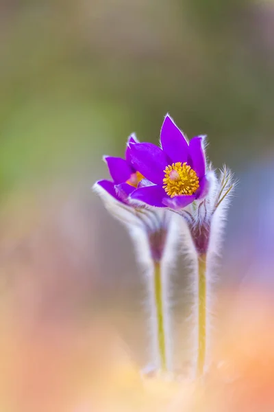 Flower - Pulsatilla patens bloom close up, endangered flower — Stock Photo, Image