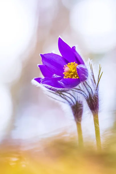 Flower Pulsatilla Patens Bloom Close Spring Flower Bright Violet Bloom — Stock Photo, Image