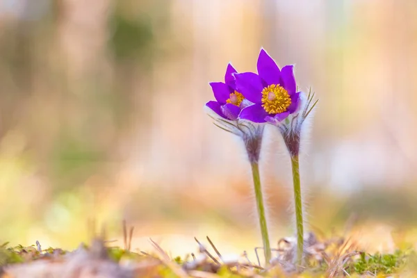 Flower - Pulsatilla patens bloom close up, rendangered flower — Stock Photo, Image