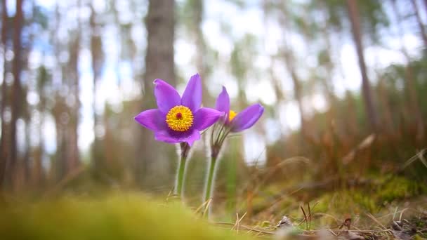 Λουλούδι - Pulsatilla patens ανθίσει κοντά, απειλούμενο λουλούδι — Αρχείο Βίντεο