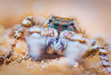 Örümcek portresi, zıplayan örümcek portresi - Yllenus arenarius