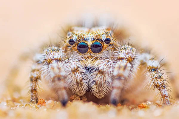 Retrato de aranha, saltando retrato de aranha - Yllenus arenarius — Fotografia de Stock