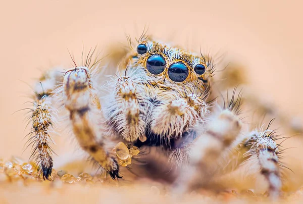 Retrato de araña, retrato de araña saltarina - Yllenus arenarius — Foto de Stock