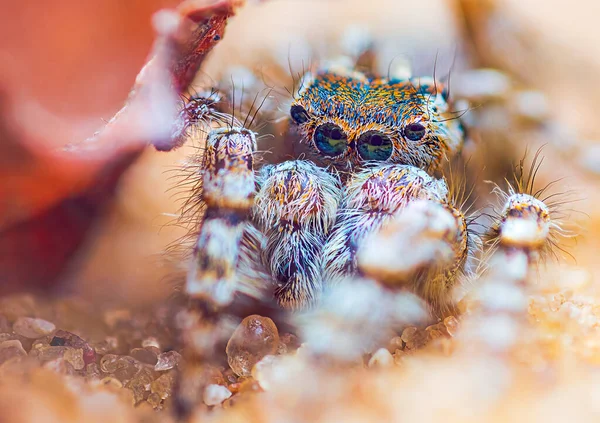 Spider portrait, jumping spider portrait - Yllenus arenarius — Foto Stock