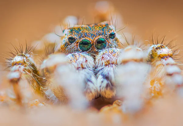 Retrato de aranha, saltando retrato de aranha - Yllenus arenarius — Fotografia de Stock
