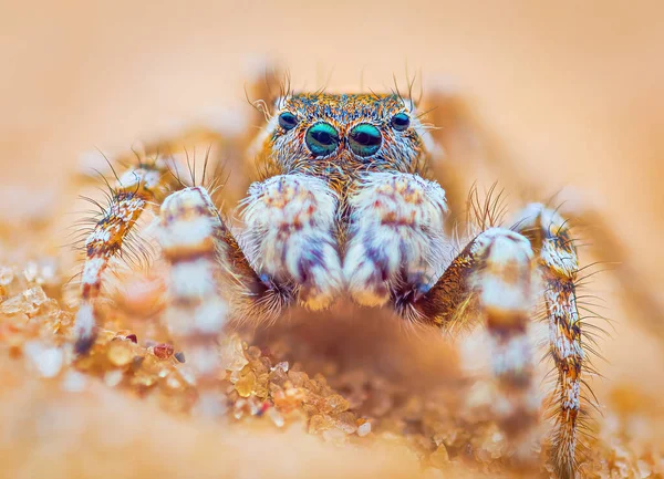 Retrato de araña, retrato de araña saltarina - Yllenus arenarius — Foto de Stock