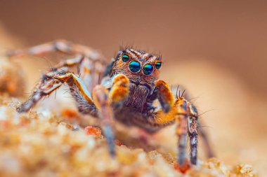 Örümcek portresi, zıplayan örümcek portresi - Aurelius v-insignitus