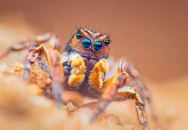 Spider portrait, jumping spider portrait - Aurelius v-insignitus — Stock Photo, Image