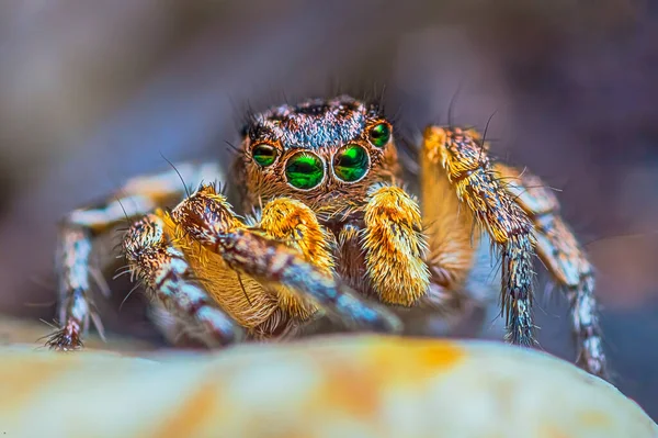 Spider portrait, jumping spider portrait - Aurelius v-insignitus — Foto Stock