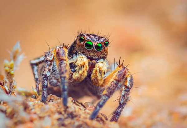 Örümcek portresi, zıplayan örümcek portresi - Aurelius v-insignitus