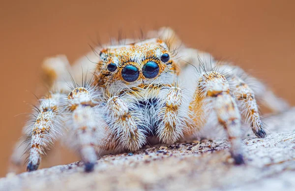 Spider portrait, jumping spider portrait - Yllenus arenarius — Stock Photo, Image