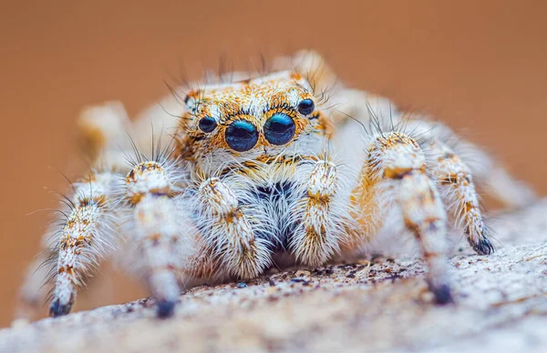 Retrato de araña, retrato de araña saltarina - Yllenus arenarius — Foto de Stock