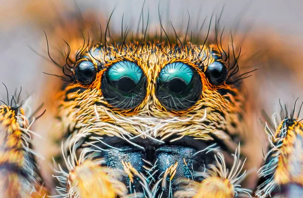 Портрет паука, скачущий портрет паука - Pepes tripunzatus — стоковое фото