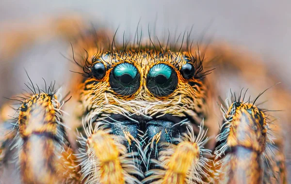 Spider portrait, jumping spider portrait - Pellenes tripunctatus — Stock Photo, Image