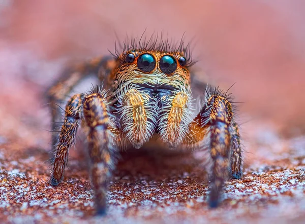 Spider portrait, jumping spider portrait - Pellenes tripunctatus — Stock Photo, Image