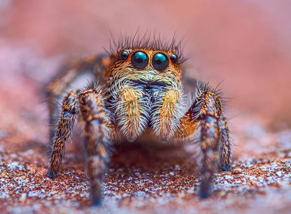 Spider portrait, jumping spider portrait - Pellenes tripunctatus — Foto Stock