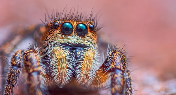Портрет паука, скачущий портрет паука - Pepes tripunzatus — стоковое фото