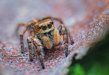 Örümcek portresi, zıplayan örümcek portresi - Pellenes tripunctatus