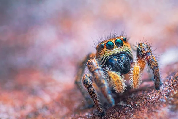 Örümcek portresi, zıplayan örümcek portresi - Pellenes tripunctatus