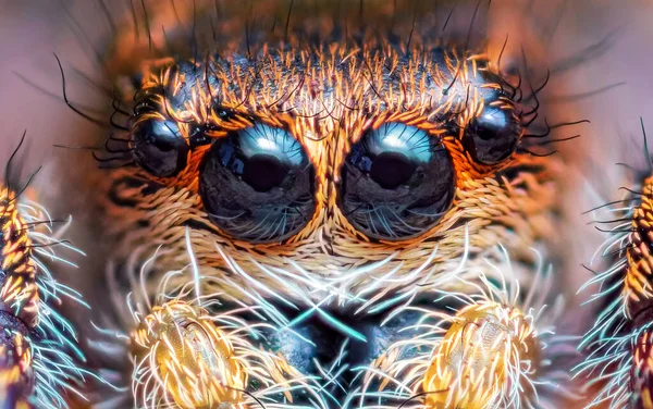 Spider portrait, jumping spider portrait - Pellenes tripunctatus — Stok fotoğraf