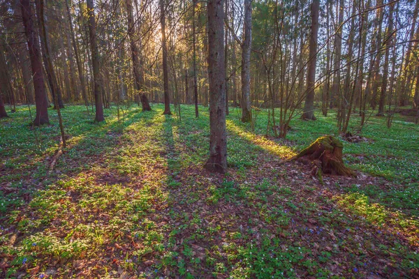 Anemone nemorosa blomma i skogen i den soliga dagen. Vitsippor, blåvitsippor — Stockfoto