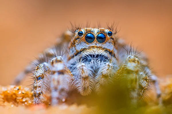 Spider portrait, jumping spider portrait - Yllenus arenarius — Foto Stock