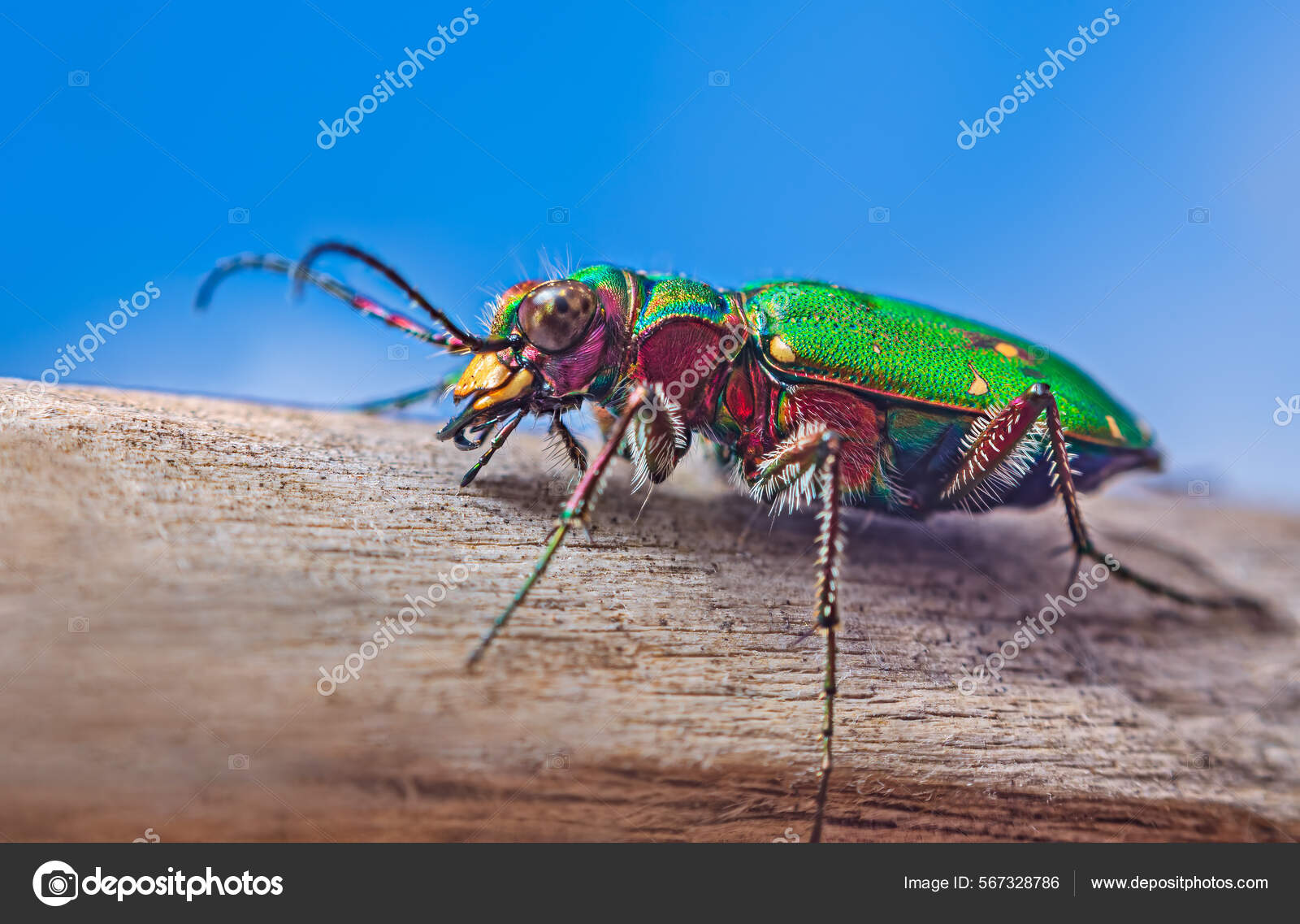 Green Tiger Beetle Identification