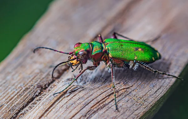 Green Tiger Beetle - Cicindela campestris, background with beetle — Stock Photo, Image