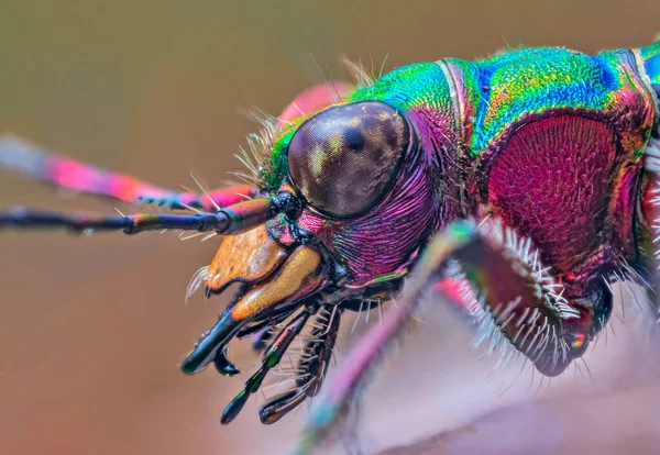 Retrato de Tiger Beetle - Cicindela campestris, fundo com besouro — Fotografia de Stock