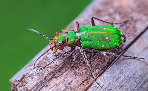 Yeşil Kaplan Böceği - Cicindela kampı, böcekli arka plan — Stok fotoğraf