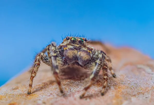 Extreme magnification - Jumping spider portrait, front view — Stock Photo, Image