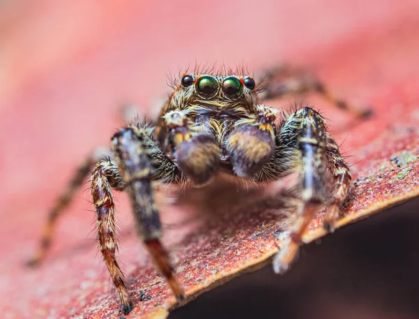 Extreme magnification - Jumping spider portrait, front view — Foto Stock