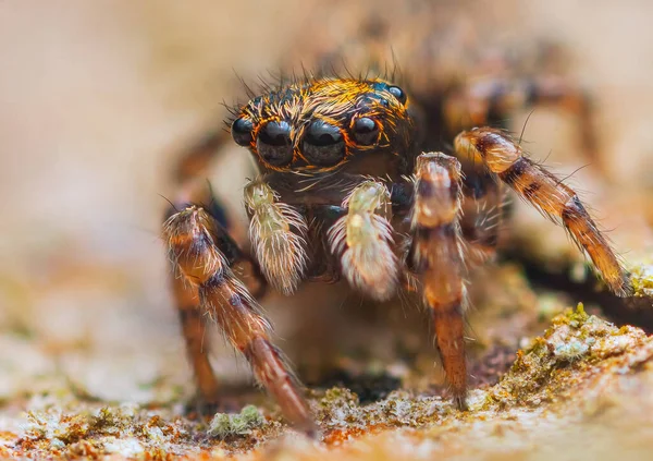 Pequeña araña saltando mirando a la cámara — Foto de Stock