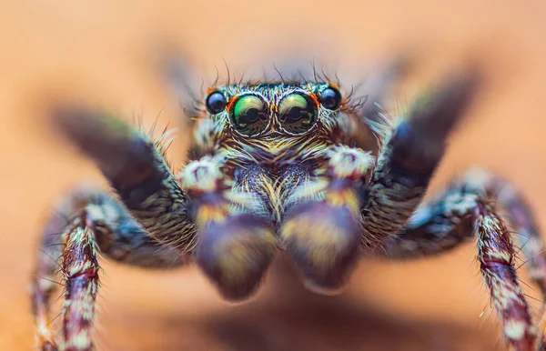 Extreme magnification - Jumping spider portrait, front view — Foto Stock