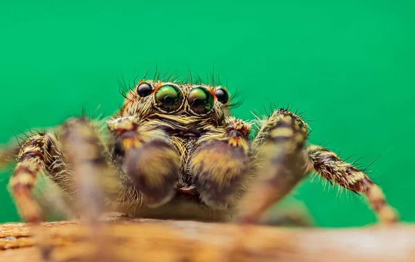 Ampliación extrema - Retrato de araña saltarina, vista frontal — Foto de Stock