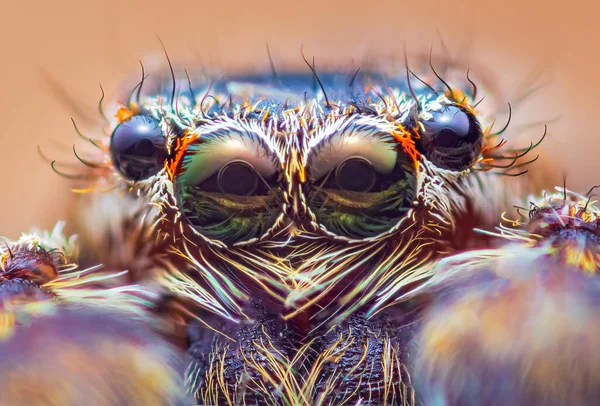 Extreme magnification - Jumping spider portrait, front view — Stockfoto