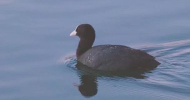 Avrasya tavuğu, Fulica atra, Litvanya, 4k video