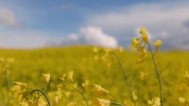 Video Yellow Oilseed Rape Field Sunny Day 25Fps Slow Motion — Stock Video