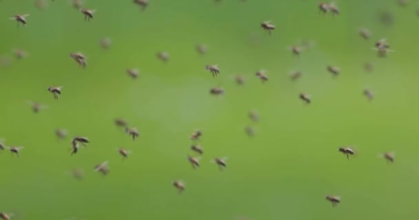 Бджоли Літають Крупним Планом Повільний Рух 120Fps Відео — стокове відео