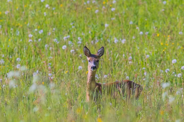 Jovem Veado Vermelho Olhando Para Câmera Animal Selvagem — Fotografia de Stock